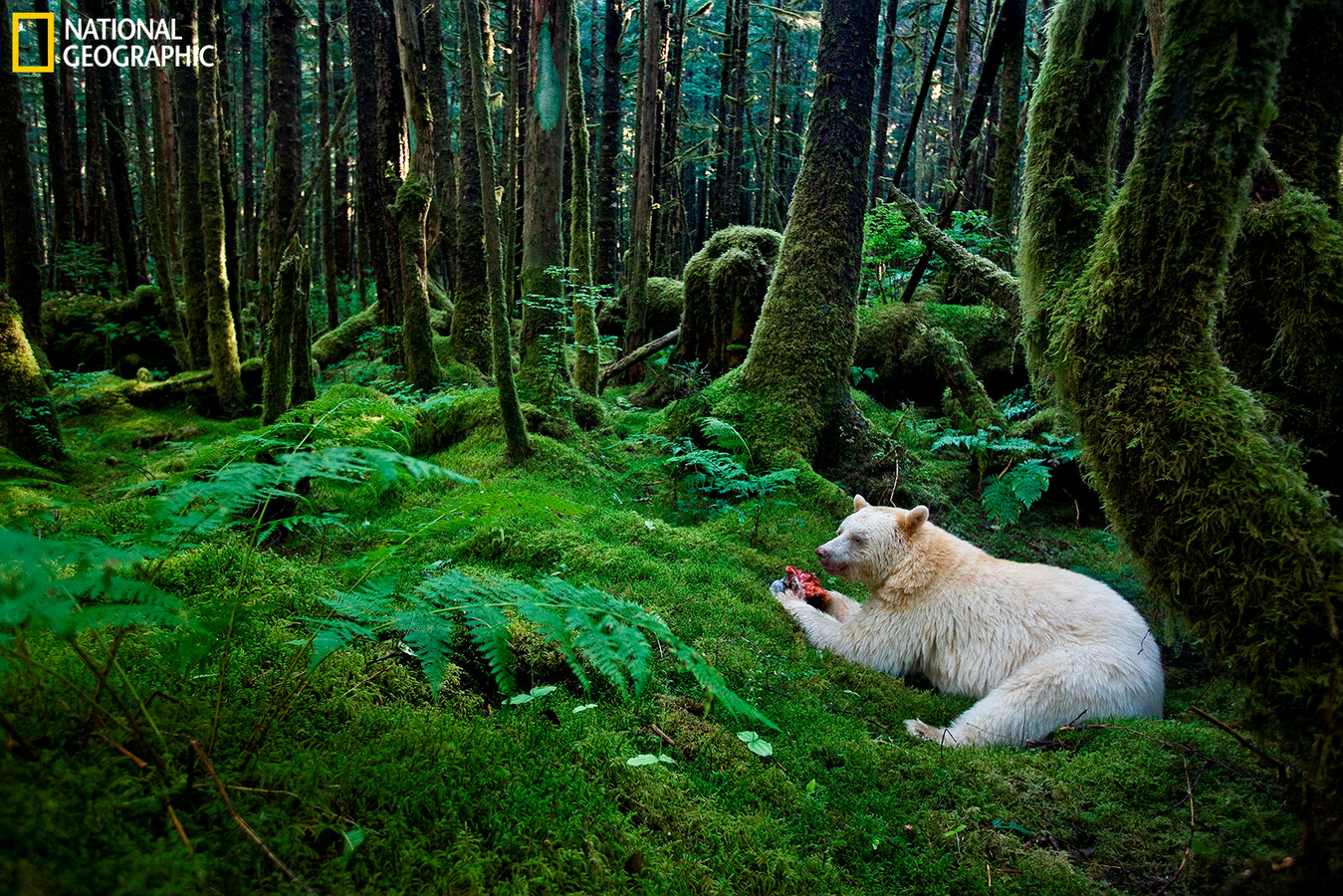 A Kermode bear eats a fish in a moss-draped rain forest.