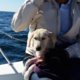 Helden: zeilers redden labrador pup uit de zee