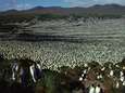 Mysterie voor biologen: waarom zijn er plotseling zo’n miljoen pinguïns van de aardbol verdwenen? 