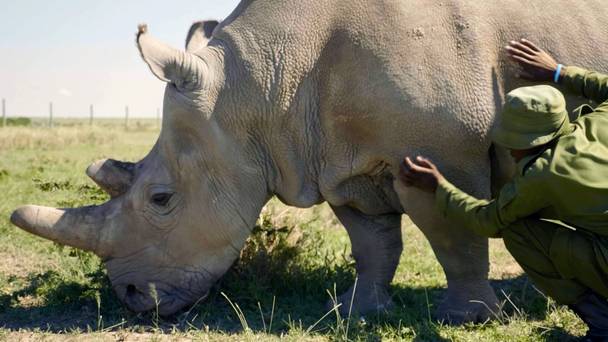 Sauveurs d'espèces : Un espoir pour notre planète
