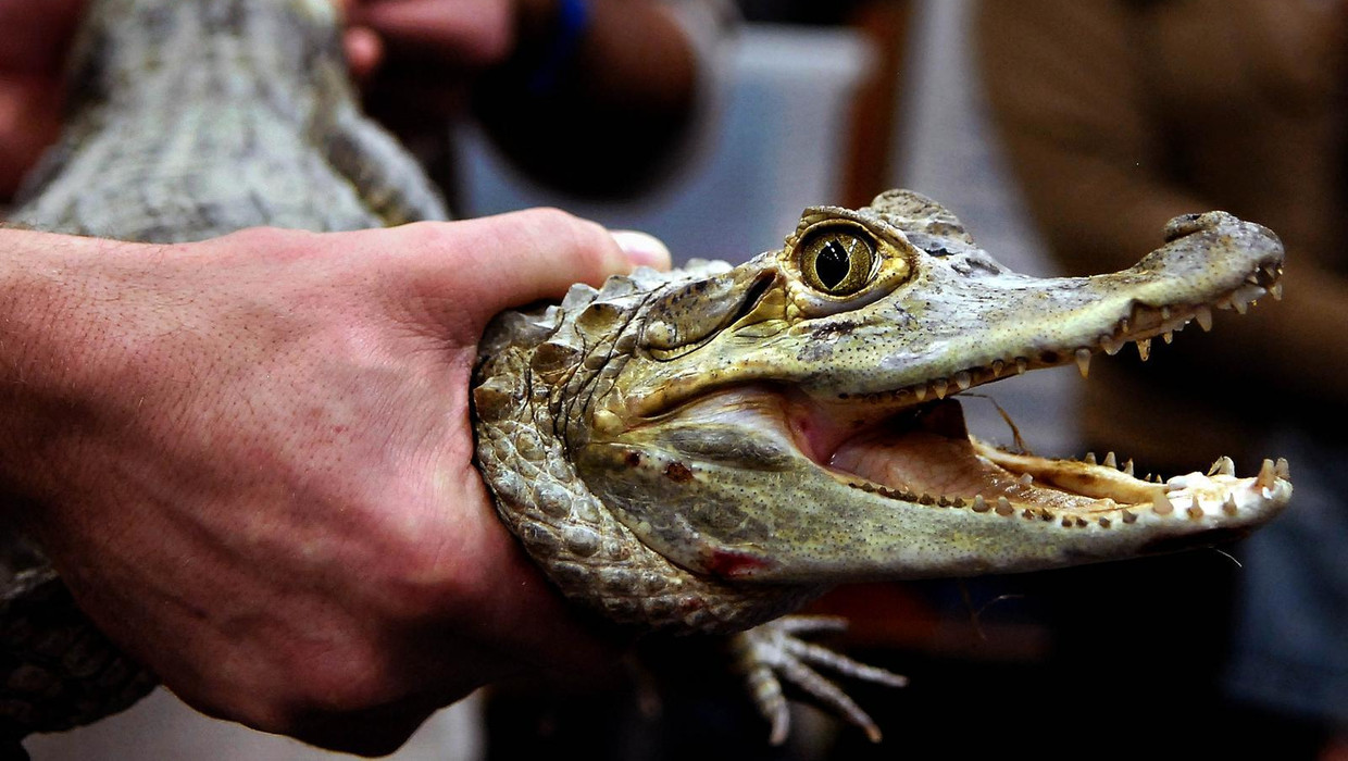 'Een krokodil is geen huisdier' | Het Parool