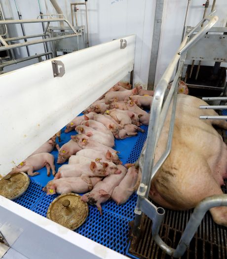 Hoe de speklap onze samenleving splijt: varkensboeren onder druk