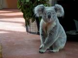 Eerste koala's ooit in Nederland komen aan in Rhenen