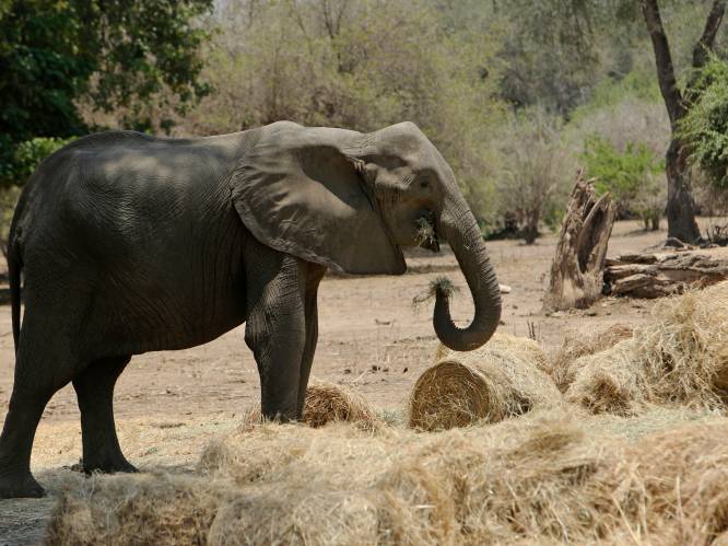 Zimbabwe wil honderden olifanten verhuizen wegens aanhoudende droogte