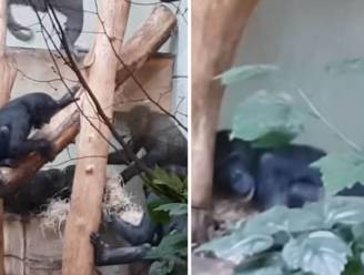 Hartverscheurende videobeelden tonen hoe Bili de bonobo in Duitse zoo wordt gepest door soortgenoten