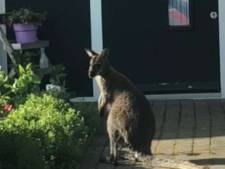 Politie speurt naar kleine kangoeroe in Winterswijk