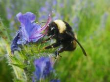 Les abeilles et les bourdons "accro" aux pesticides