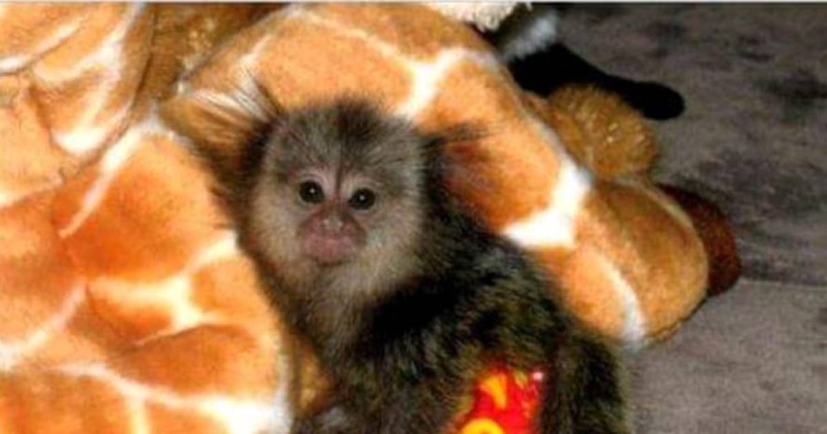 Circulaire Continent Kantine Oplichters bieden aap te koop aan in Zeeland | Zeeland | AD.nl