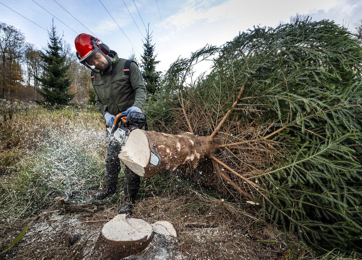 Zelf een kerstboom omhakken in het bos, mag dat? Foto AD.nl