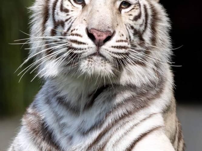 Half jaar na tijger Paka verliest Pakawi Park nu ook diens zus Awi: “Door een gerichte beet van mannetje Waka was Awi op slag dood”
