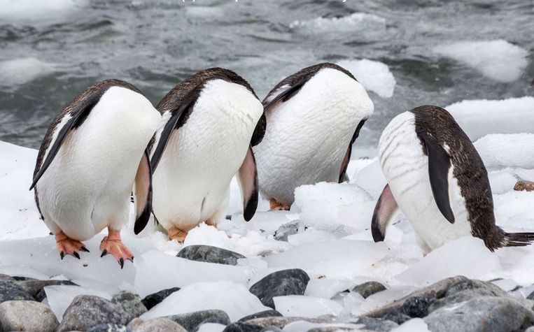 Comedy Wildlife Photography Awards.