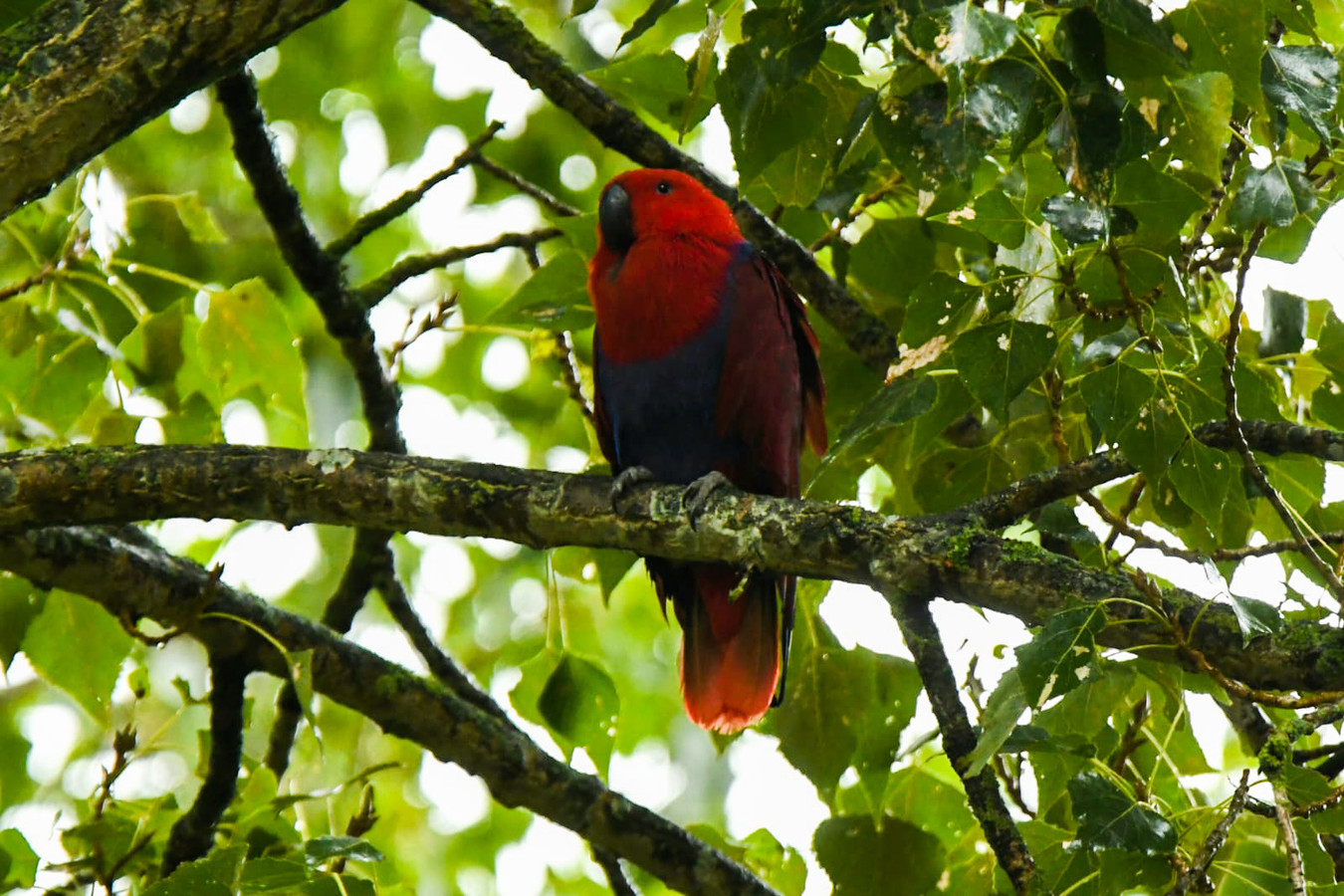 De rode papegaai zat uren na het ongeluk nog steeds in de boom.