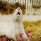 Onderzoek: rat gebruikt snorharen om windrichting te bepalen
