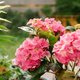 Je hortensia bloeit niet: dit kun je eraan doen