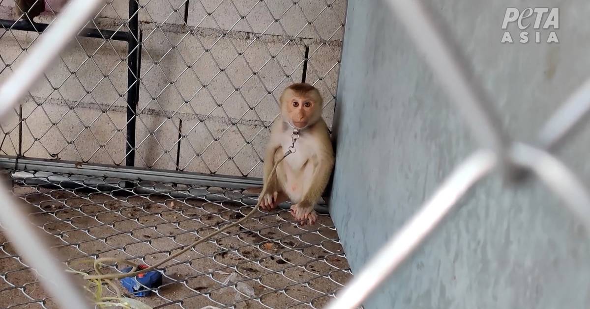 look.  Abuse and Chaining: HelloFresh Halts Sales of Thai Coconut Milk After PETA Exposes Forced Labor of Monkeys |  the animals