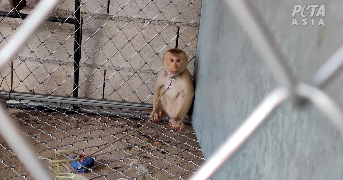 LOOK.  Abused and chained: HelloFresh stops Thai coconut milk sales after PETA exposes forced labor of monkeys