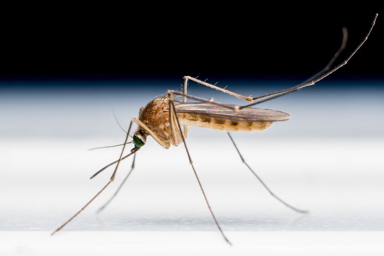 Door het droge voorjaar zijn er minder muggen in het land. Beeld Getty Images