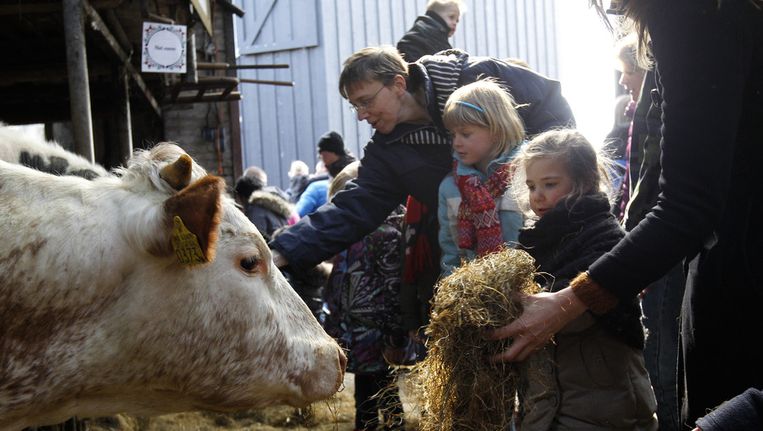 Kinderen geven koeien te eten tijdens de Lammetjesdag op boerderij De Boerinn in Kamerik. Beeld anp