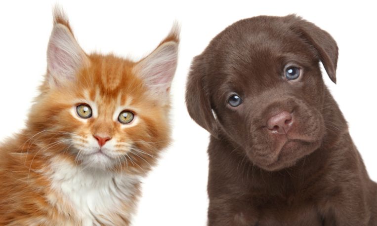 Schrijft een rapport Stevenson vacht Wie zijn beter: katten of honden? Het is nu eindelijk onderzocht!