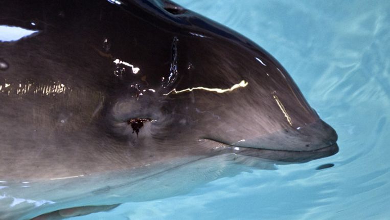 Bruinvis Hedzer spoelde in 2012 levend aan op Schiermonnikoog. Hij werd opgevangen in de bruinvissenopvang van SOS Dolfijn in Harderwijk. Beeld ANP