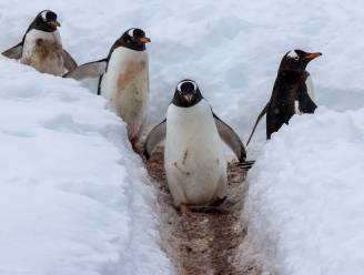 Vogelgriep vastgesteld op vasteland van Antarctica, grote angst voor pinguïnpopulatie