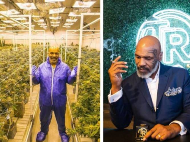 Impulsaankopen als witte tijgers dreven hem richting afgrond, maar nu vergaart Mike Tyson weer fortuinen dankzij... cannabis