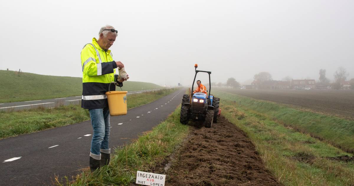 Bloemenzaden moeten saaie weg naar Schore volgend voorjaar kleur geven