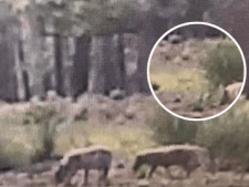 Grondbezitters willen wolven meteen kunnen afschieten na problemen in Brabant: Veluwe is geen dierentuin’