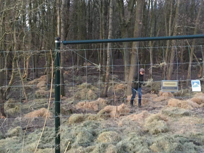 Actievoerders gooiden vanmiddag hooi over de hekken van de Oostvaardersplassen