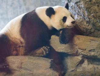 Reuzenpanda succesvol geïnsemineerd: Pairi Daiza duimt voor babypanda deze zomer