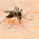Nieuw bloedtest detecteert muggenziekte zika binnen 20 minuten