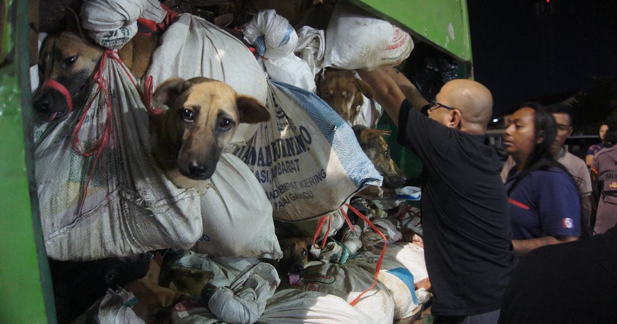 Più di 200 cani destinati al consumo sono stati trovati in un camion in Indonesia |  al di fuori