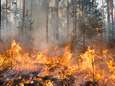 Wetenschappers waarschuwen EU voor "desastreus" plan om bomen te laten verbranden