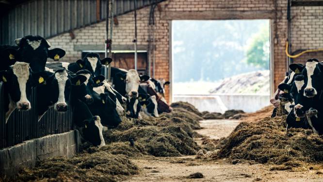 257 miljoen voor stikstof naar Gelderland: meer boeren kunnen worden uitgekocht