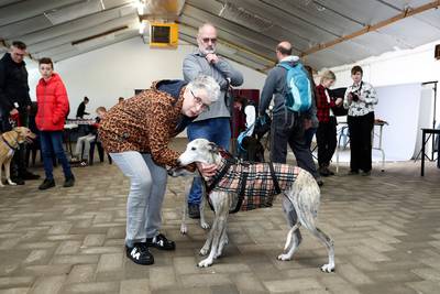 Baasjes van adoptiehonden ontmoeten elkaar: ‘De overgang van jachthond naar knuffelhond ging verrass