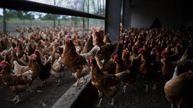 Extra strenge maatregelen rond pluimvee nadat variant van vogelgriep werd vastgesteld net over Franse grens
