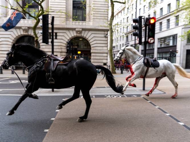 KIJK. Nog een incident met militaire paarden in Londen: “Wat gebeurt hier allemaal”