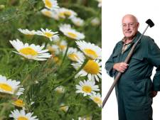 Roergebakken paardenbloem en andere delicatessen uit de tuin