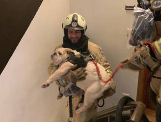 Brandweer kan op nippertje hond redden uit appartementsbrand: “Buren hoorden de rookmelder”