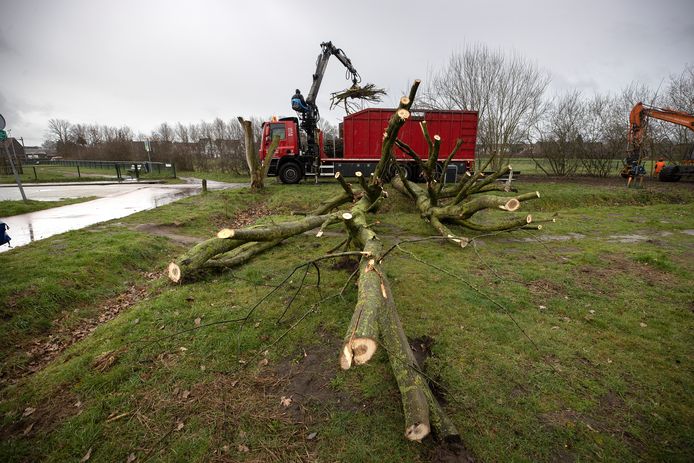 Op dinsdagochtend 14 maart werden bij het Wasven in Eindhoven drie bomen gekapt voor de aanleg van de bouwroute voor de nieuwbouw van het Lorentz Casimir Lyceum