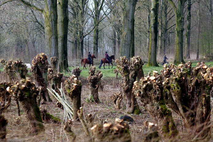 Het Almbos (archiefbeeld).