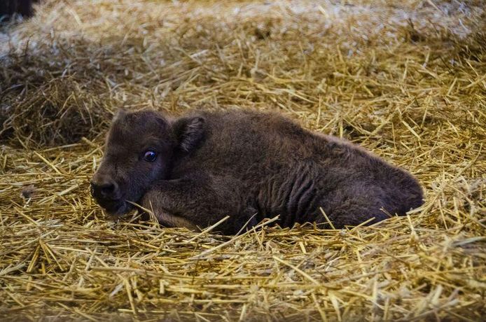 Zondag in de vroege ochtend is mama Estepa bevallen van een mannelijke Europese bizon (foto), na een dracht van ongeveer 9 maand.