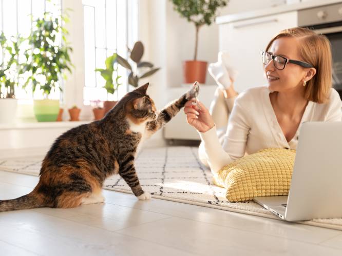 “Je kat is niet chronisch vermoeid, hij heeft een gebrek aan ambitie”: begrijp jij wat je kat je wil vertellen? 