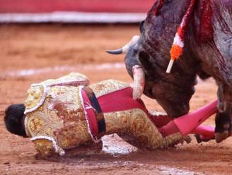 "We hopen dat we alles kunnen reconstrueren": toreador zwaargewond na aanval stier