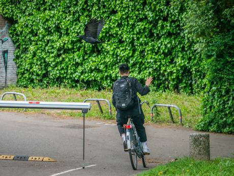 Deze ‘macho-kraai’ belaagt opnieuw studenten: 'Wild met de armen zwaaien of een uitgeklapte paraplu kan helpen’