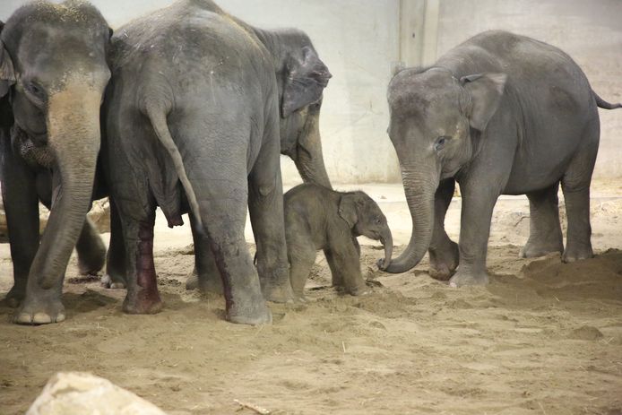 De familieleden bekommeren zich om het pasgeboren olifantje.