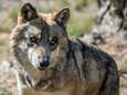 Duitsers schieten weer 'probleemwolf' dood