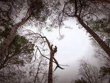 Op zoek naar ‘probleembomen’ langs 1145 kilometer pad in de Duinen: ‘Als het echt te gevaarlijk is, zagen we ’m om’