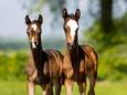 Eigenaren zeldzame veulentweeling: ‘De nachtmerrie van elke fokker’