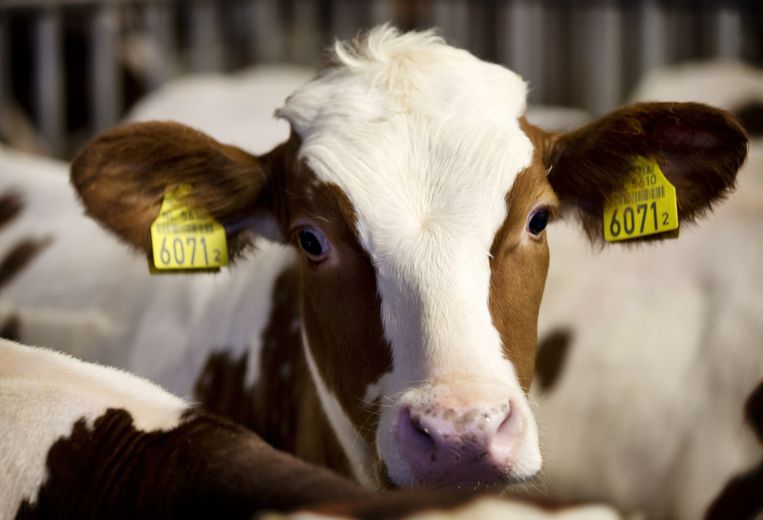 Jaarlijks sterven er 58 miljard landbouwhuisdieren. Praat daarover. Beeld anp